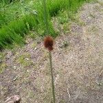 Typha minima Virág