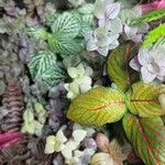 Fittonia albivenis Outro