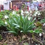 Galanthus nivalis Plante entière