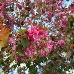 Malus × floribundaFlower