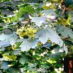 Acer platanoides Costuma