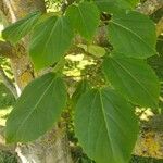 Idesia polycarpa Листок