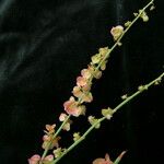 Rumex hastatus Hábito