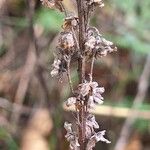 Artemisia alba Mbuma