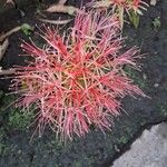 Scadoxus multiflorus Flower