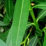 Nerium oleander Leaf