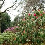 Rhododendron lanigerum Hábito