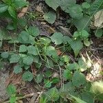 Sida cordata 整株植物