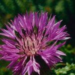 Centaurea polyacantha