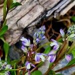 Polygala amarella Floare