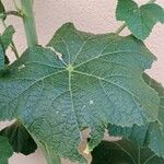 Alcea setosa Leaf