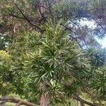 Podocarpus neriifolius Листок