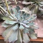 Echeveria shaviana برگ