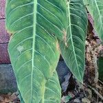 Philodendron melanochrysum ഇല