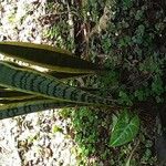 Sansevieria trifasciata Leaf