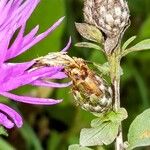 Centaurea nigrescens Vili