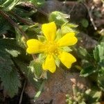 Potentilla verna Blüte
