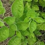 Physalis heterophylla Foglia