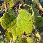 Vitis vulpina Φύλλο