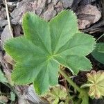 Alchemilla glabra Blad