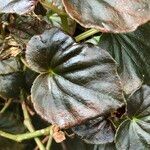 Begonia cucullata cv. 'Doublet Rose Pink' Blatt