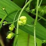 Omphalodes verna Fruit