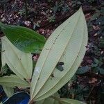 Miconia tschudyoides 葉