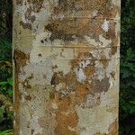 Julbernardia seretii Corteza