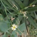 Kalanchoe ceratophylla Flor