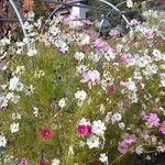 Cosmos bipinnatus Flors