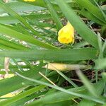 Narcissus pseudonarcissus Fuelha