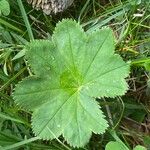 Alchemilla vulgaris Blad