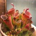 Heliamphora minor