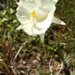 Narcissus cantabricus Квітка