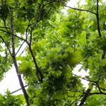 Quercus robur Likasa