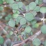 Corokia cotoneaster Folha