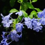 Plumbago auriculataFlower