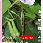 Ipomoea tiliacea Fruit