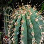 Leucostele terscheckii List