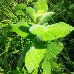 Mentha × villosa Frunză