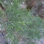 Juniperus phoeniceaLapas