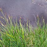 Carex nigra Habit