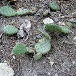 Opuntia macrorhiza Habitus