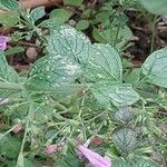 Clinopodium grandiflorum Blatt