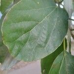 Cordia dichotoma Fuelha