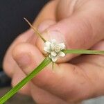 Carex baldensis Flower