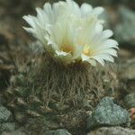 Strombocactus disciformis Cvet