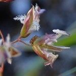 Poa alpina Fruit