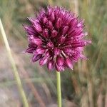 Allium sphaerocephalum Leaf