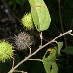 Ayenia catalpifolia Fruit